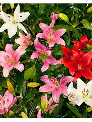 Lelija Asiatic Mix (Lot Lilium Asiatic Mix)-LELIJOS-SVOGŪNINĖS GĖLĖS