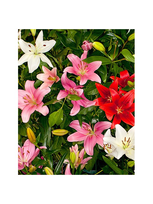 Lelija Asiatic Mix (Lot Lilium Asiatic Mix)-LELIJOS-SVOGŪNINĖS GĖLĖS
