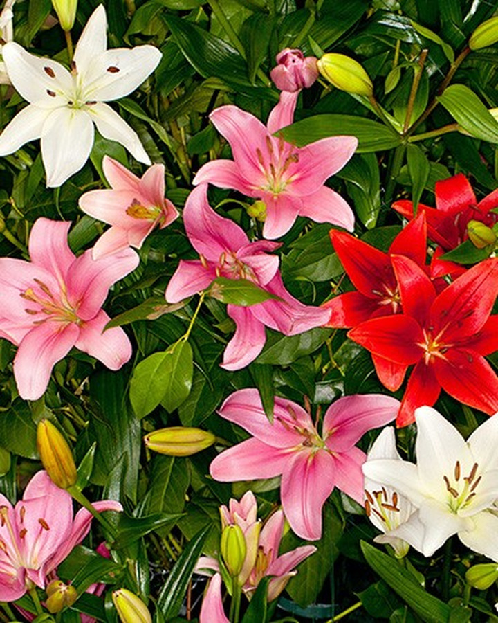 Lelija Asiatic Mix (Lot Lilium Asiatic Mix)-LELIJOS-SVOGŪNINĖS GĖLĖS