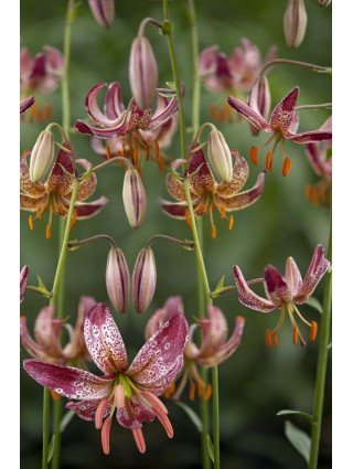 Lelija (Lot Lilium) 'Alberta Morning'-LELIJOS-SVOGŪNINĖS GĖLĖS