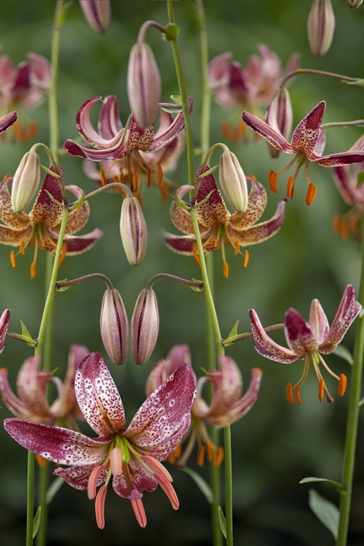 Lelija (Lot Lilium) 'Alberta Morning'-LELIJOS-SVOGŪNINĖS GĖLĖS