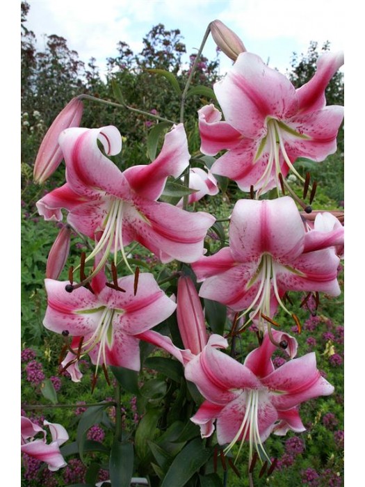 Lelija (Lot Lilium) 'Anastasia'-LELIJOS-SVOGŪNINĖS GĖLĖS