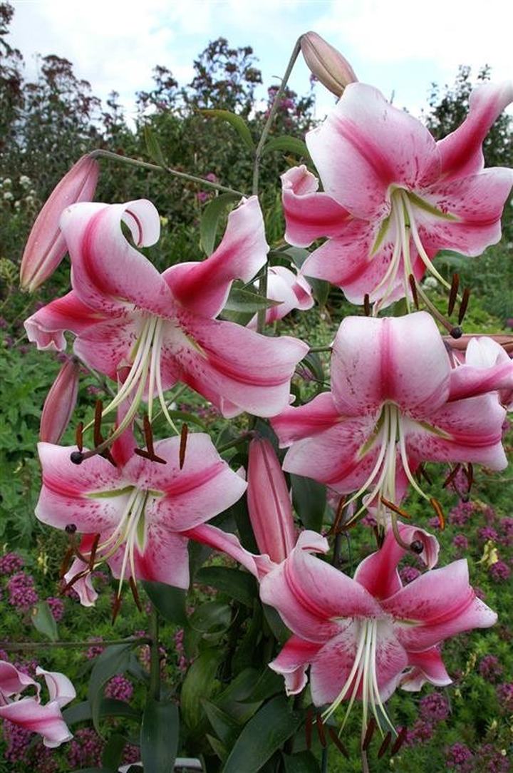 Lelija (Lot Lilium) 'Anastasia'-LELIJOS-SVOGŪNINĖS GĖLĖS