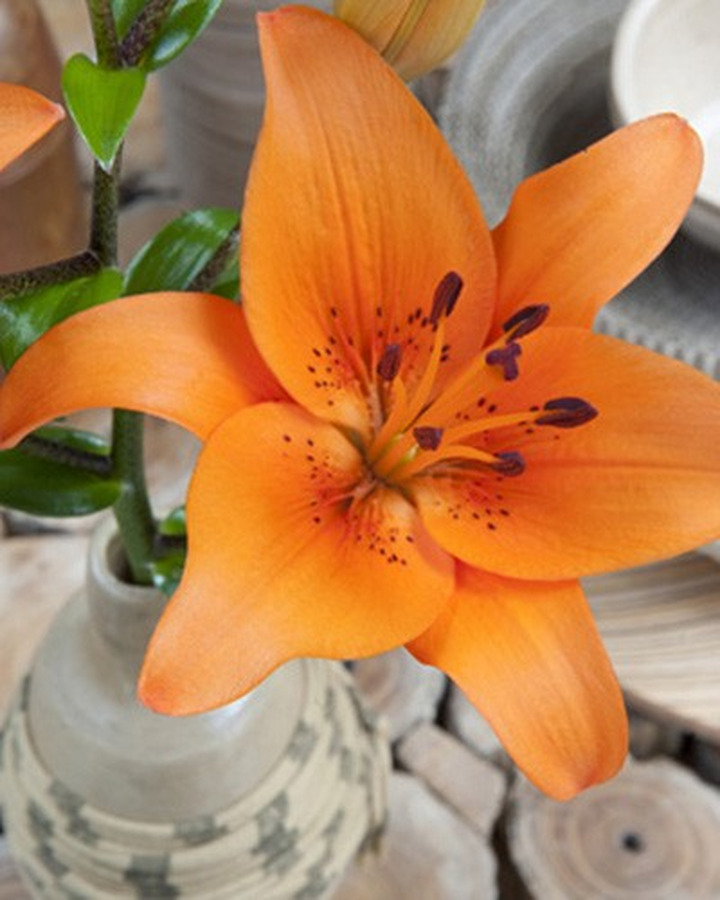 Lelija Asian Orange (Lot Lilium Asian Orange)-LELIJOS-SVOGŪNINĖS GĖLĖS