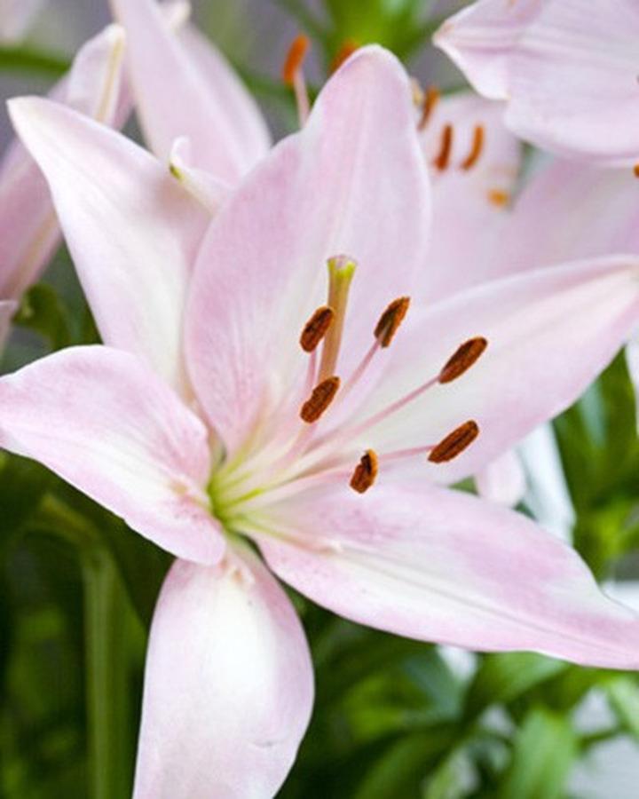 Lelija Asian Pink (Lot Lilium Asian Pink)-LELIJOS-SVOGŪNINĖS GĖLĖS