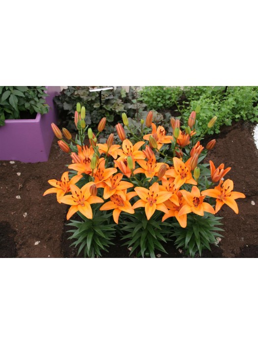 Lelija (Lot Lilium) 'Abbeville's Pride'-LELIJOS-SVOGŪNINĖS GĖLĖS