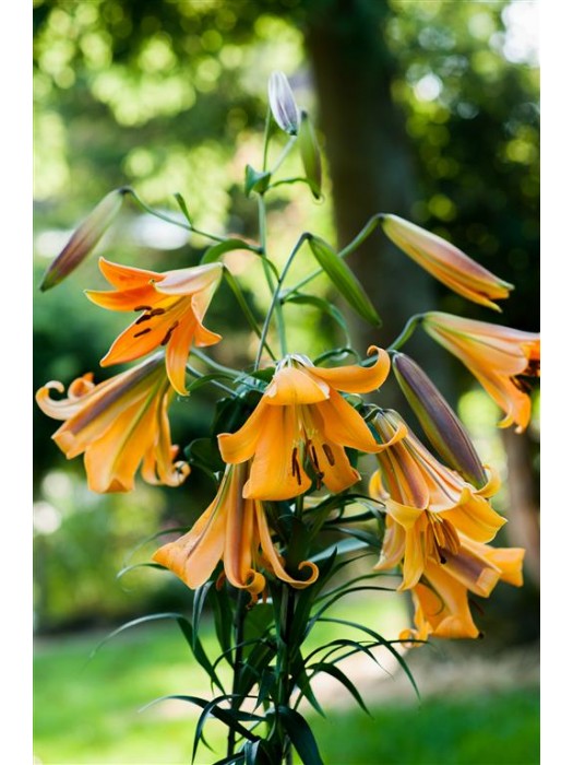 Lelija (Lot Lilium) 'African Queen'-LELIJOS-SVOGŪNINĖS GĖLĖS