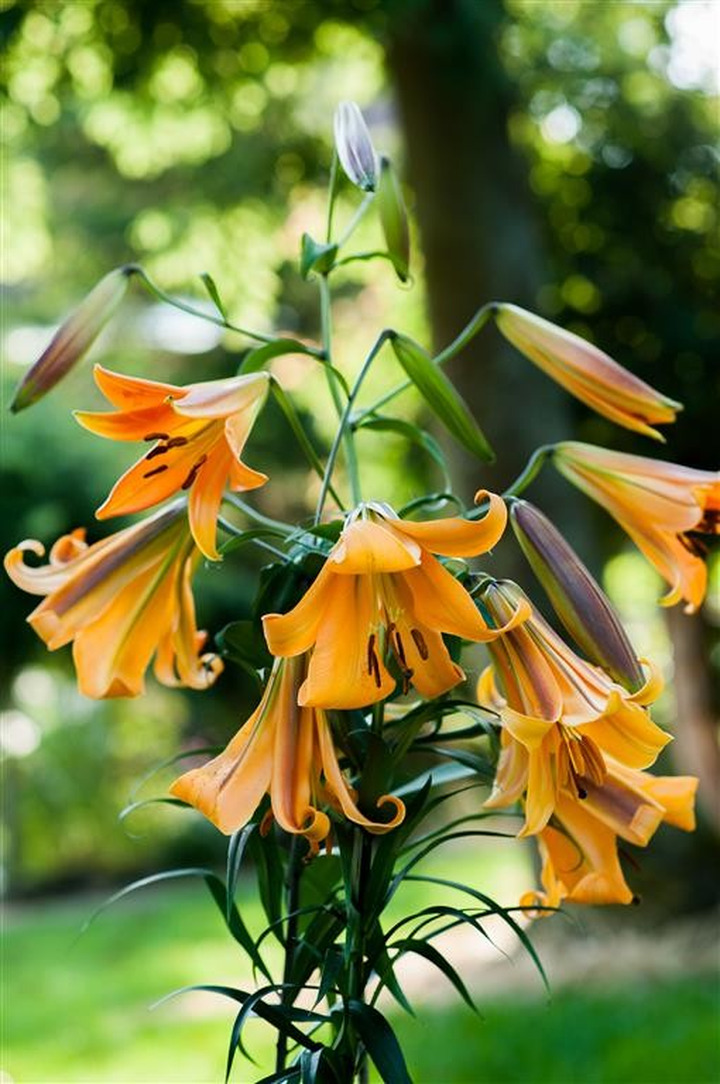 Lelija (Lot Lilium) 'African Queen'-LELIJOS-SVOGŪNINĖS GĖLĖS