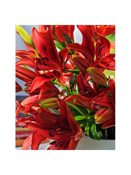 Lelija Asian Red (Lot Lilium Asian Red)-LELIJOS-SVOGŪNINĖS GĖLĖS