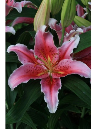 Lelija (Lot Lilium) 'Aspiration'-LELIJOS-SVOGŪNINĖS GĖLĖS