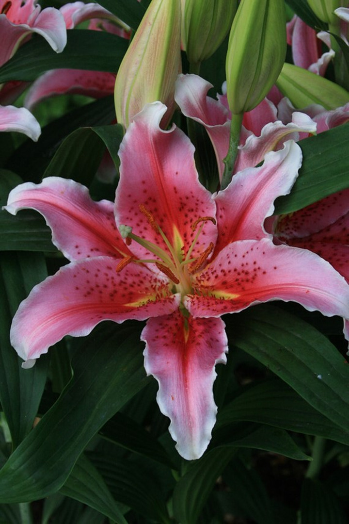Lelija (Lot Lilium) 'Aspiration'-LELIJOS-SVOGŪNINĖS GĖLĖS