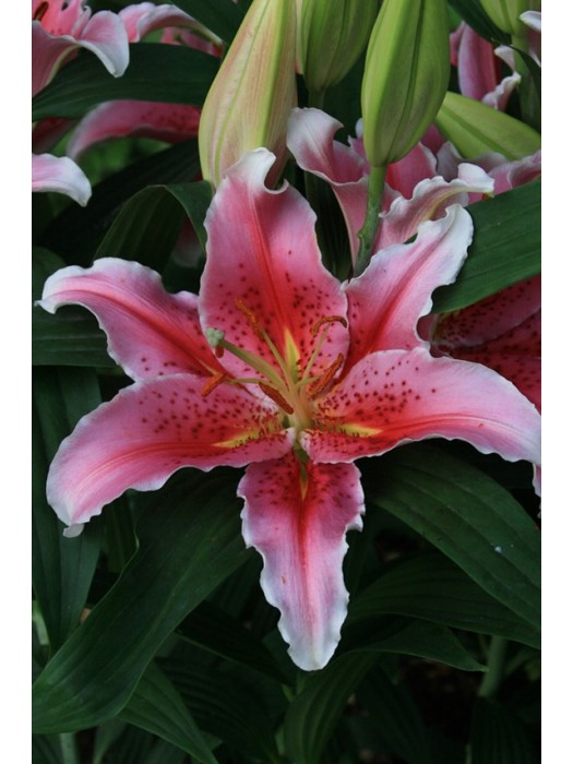 Lelija (Lot Lilium) 'Aspiration'-LELIJOS-SVOGŪNINĖS GĖLĖS