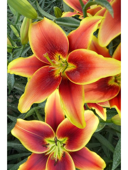 Lelija (Lot Lilium) 'Avalon Sunset'-LELIJOS-SVOGŪNINĖS GĖLĖS