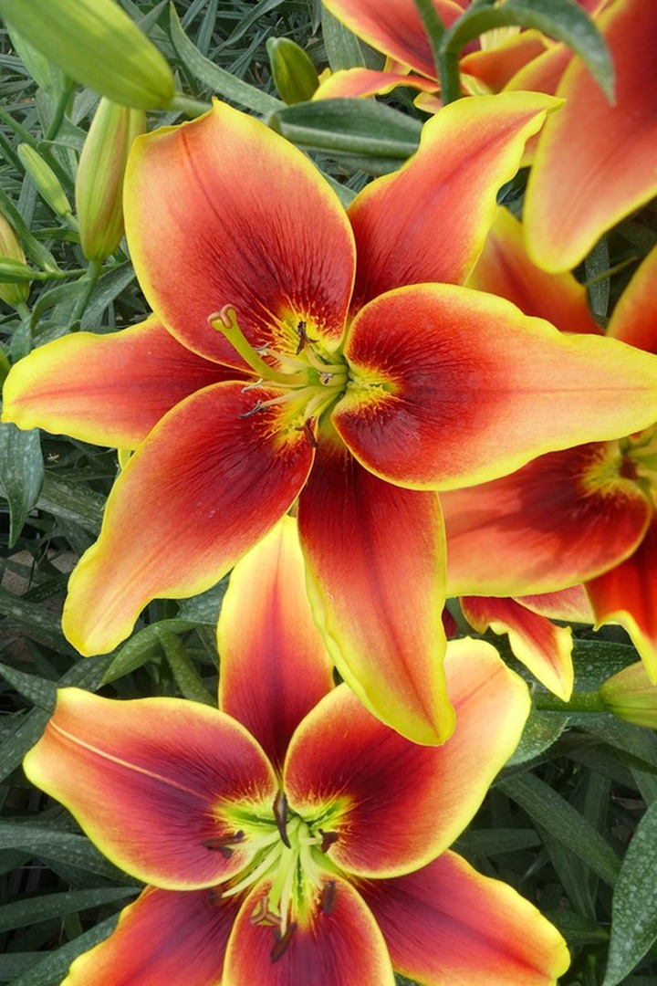 Lelija (Lot Lilium) 'Avalon Sunset'-LELIJOS-SVOGŪNINĖS GĖLĖS