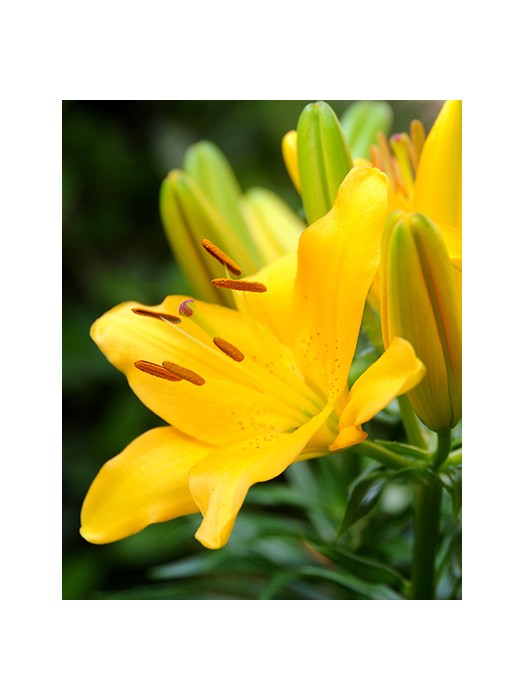 Lelija asian Yellow (Lot Lilium asian Yellow)-LELIJOS-SVOGŪNINĖS GĖLĖS