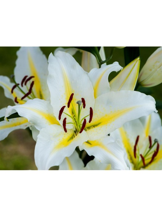 Lelija (Lot Lilium) 'Baferrari'-LELIJOS-SVOGŪNINĖS GĖLĖS
