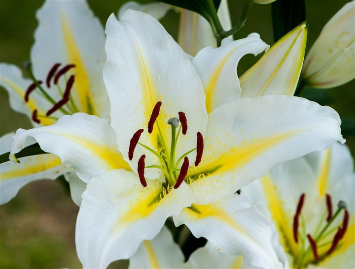 Lelija (Lot Lilium) 'Baferrari'-LELIJOS-SVOGŪNINĖS GĖLĖS