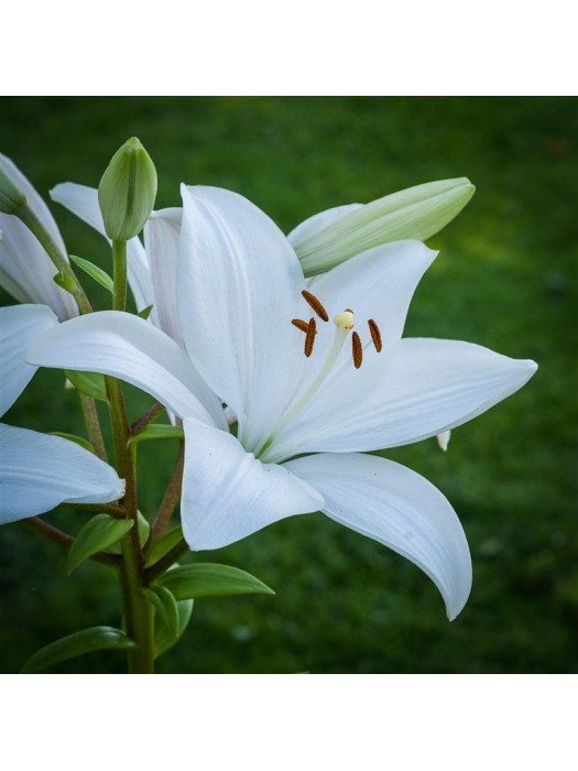 Lelija (Lot Lilium) 'Bright Diamond'-LELIJOS-SVOGŪNINĖS GĖLĖS