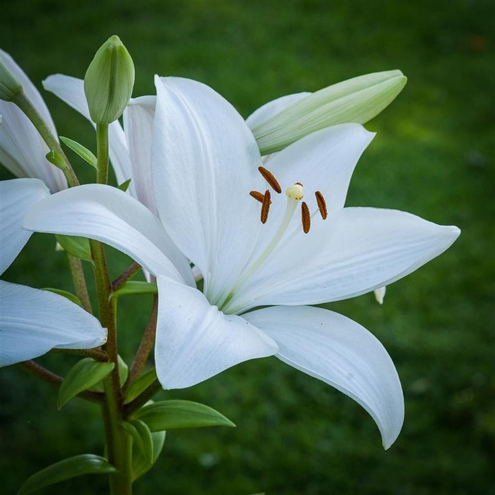 Lelija (Lot Lilium) 'Bright Diamond'-LELIJOS-SVOGŪNINĖS GĖLĖS