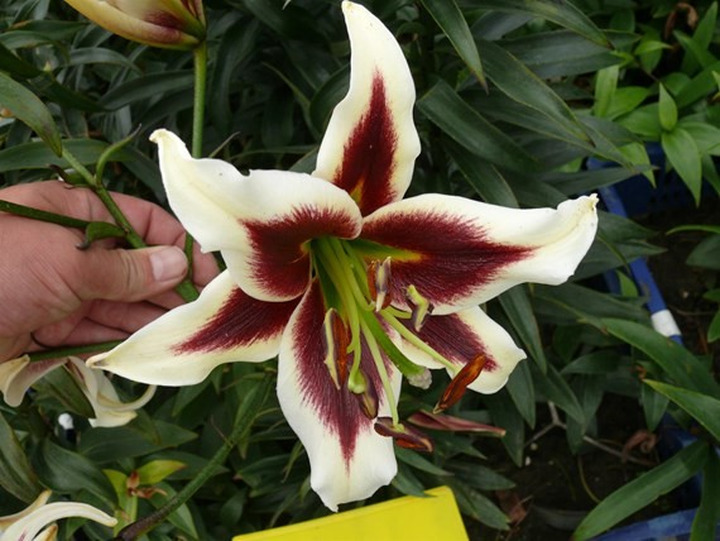 Lelija (Lot Lilium) 'Beverly Dream'-LELIJOS-SVOGŪNINĖS GĖLĖS
