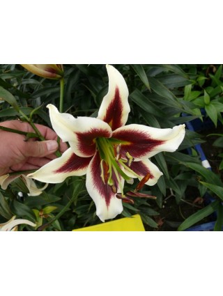 Lelija (Lot Lilium) 'Beverly Dream'-LELIJOS-SVOGŪNINĖS GĖLĖS