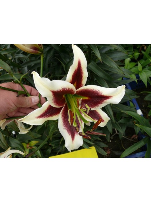 Lelija (Lot Lilium) 'Beverly Dream'-LELIJOS-SVOGŪNINĖS GĖLĖS
