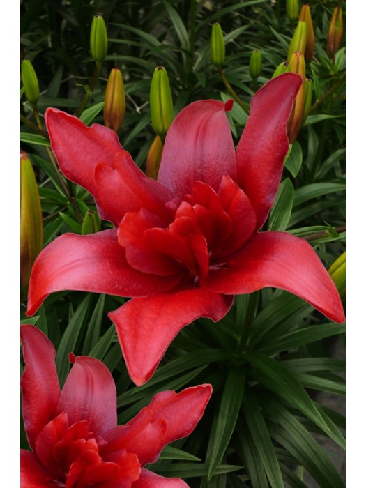 Lelija (Lot Lilium) 'Bald Eagle'-LELIJOS-SVOGŪNINĖS GĖLĖS