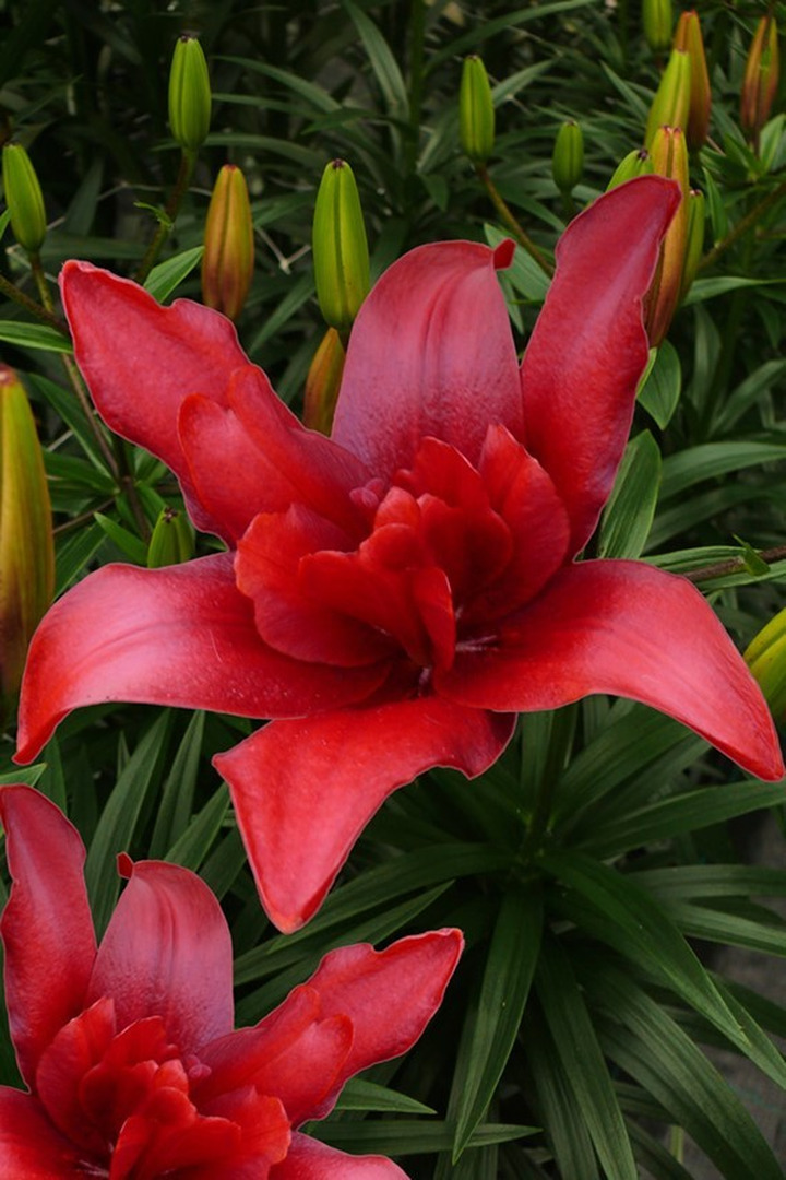 Lelija (Lot Lilium) 'Bald Eagle'-LELIJOS-SVOGŪNINĖS GĖLĖS