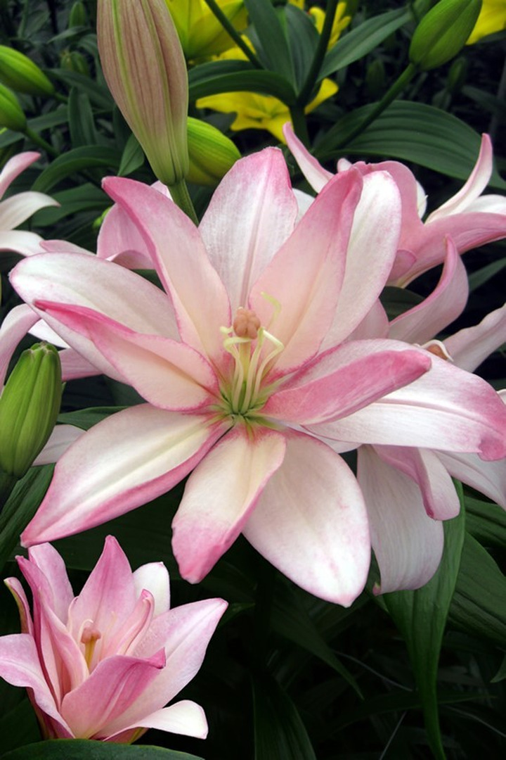 Lelija (Lot Lilium) 'Bentley'-LELIJOS-SVOGŪNINĖS GĖLĖS