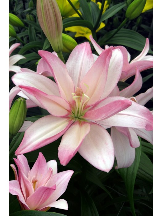 Lelija (Lot Lilium) 'Bentley'-LELIJOS-SVOGŪNINĖS GĖLĖS