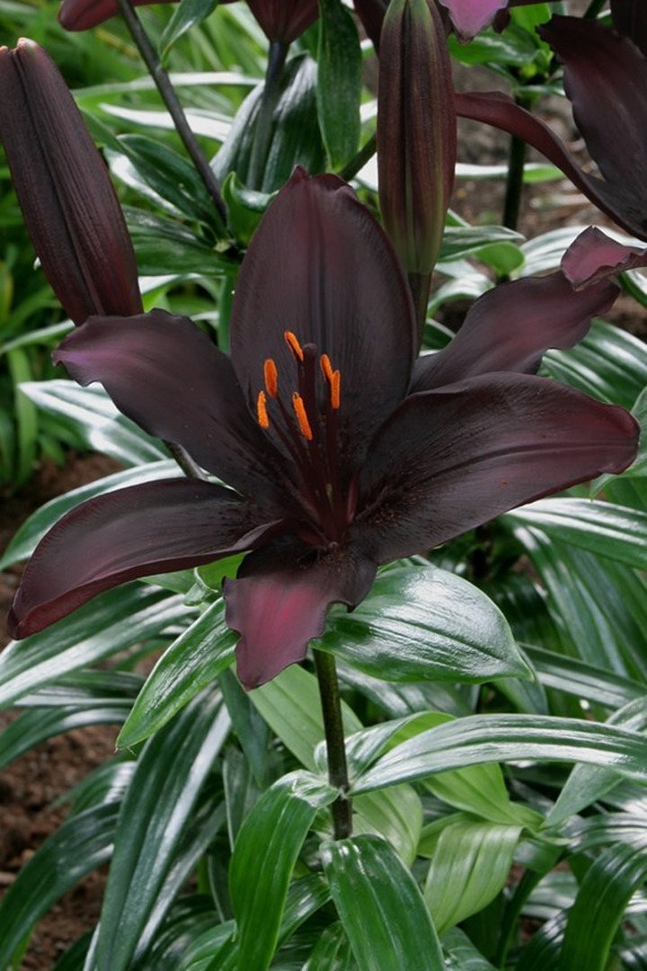 Lelija (Lot Lilium) 'Blacklist'-LELIJOS-SVOGŪNINĖS GĖLĖS