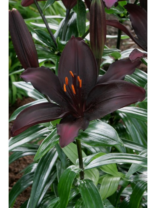 Lelija (Lot Lilium) 'Blacklist'-LELIJOS-SVOGŪNINĖS GĖLĖS