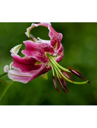 Lelija (Lot Lilium) 'Black Beauty'-LELIJOS-SVOGŪNINĖS GĖLĖS