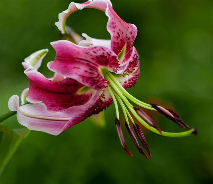 Lelija (Lot Lilium) 'Black Beauty'-LELIJOS-SVOGŪNINĖS GĖLĖS