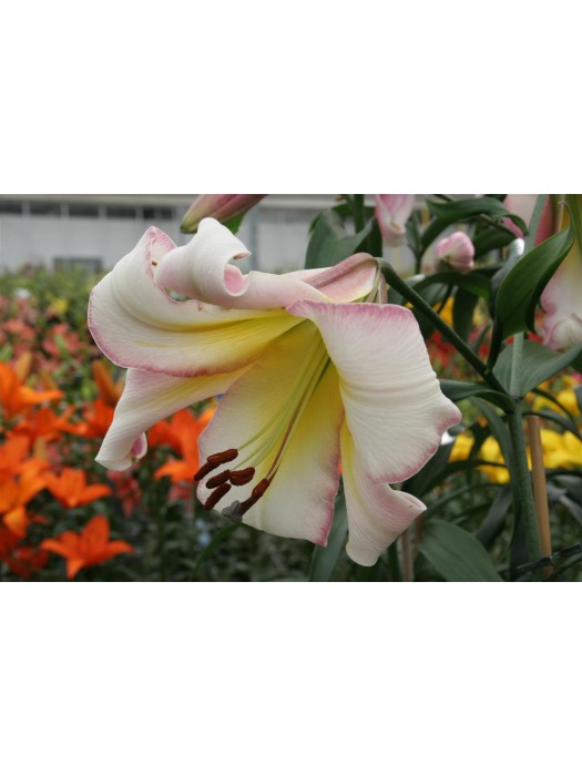 Lelija (Lot Lilium) 'Beijing Moon'-LELIJOS-SVOGŪNINĖS GĖLĖS