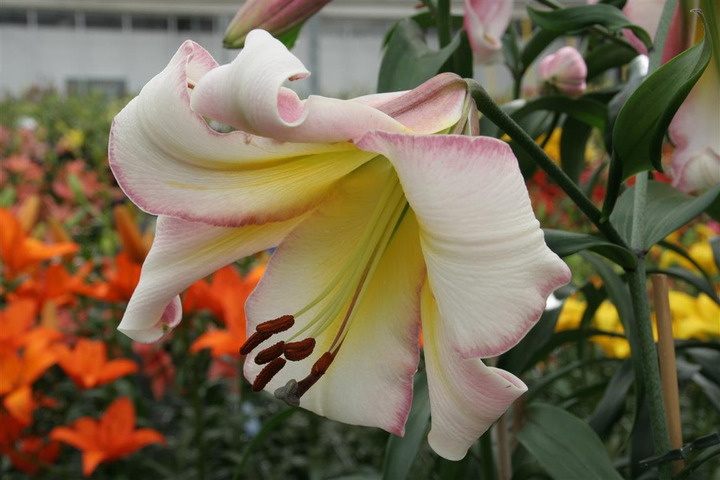 Lelija (Lot Lilium) 'Beijing Moon'-LELIJOS-SVOGŪNINĖS GĖLĖS