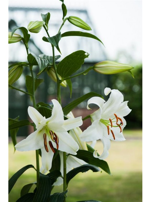 Lelija (Lot Lilium) 'Casa Blanca'-LELIJOS-SVOGŪNINĖS GĖLĖS