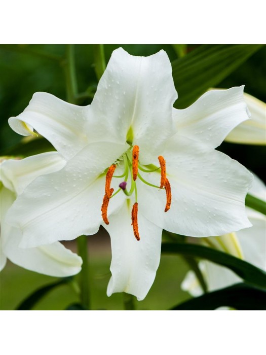 Lelija (Lot Lilium) 'Casa Blanca'-LELIJOS-SVOGŪNINĖS GĖLĖS