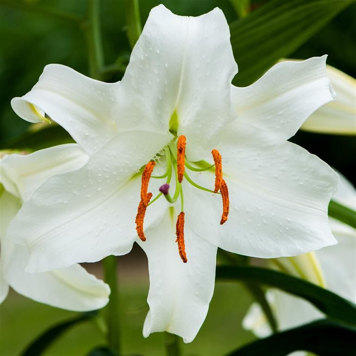 Lelija (Lot Lilium) 'Casa Blanca'-LELIJOS-SVOGŪNINĖS GĖLĖS