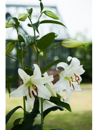 Lelija (Lot Lilium) 'Casa Blanca'-LELIJOS-SVOGŪNINĖS GĖLĖS
