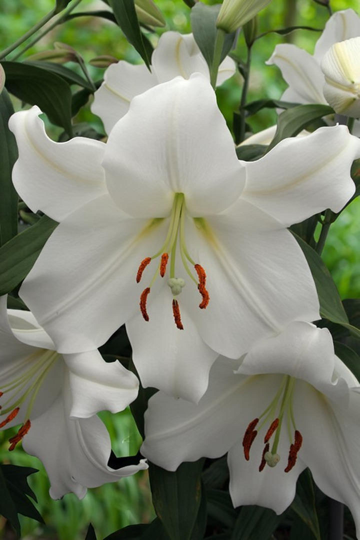 Lelija (Lot Lilium) 'Casa Blanca'-LELIJOS-SVOGŪNINĖS GĖLĖS