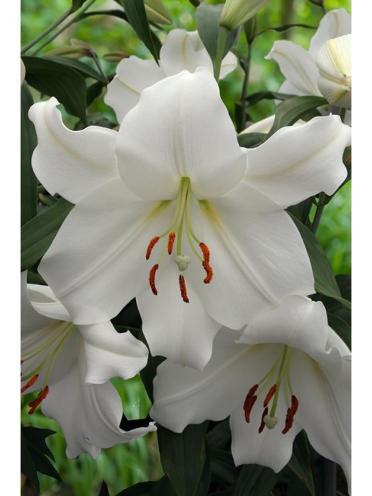Lelija (Lot Lilium) 'Casa Blanca'-LELIJOS-SVOGŪNINĖS GĖLĖS