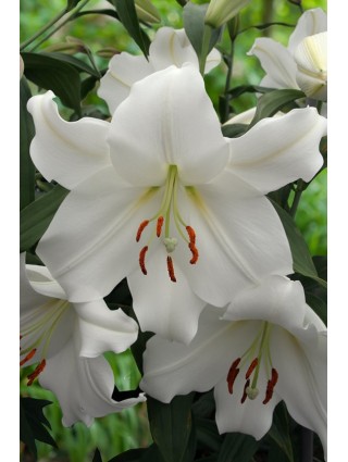Lelija (Lot Lilium) 'Casa Blanca'-LELIJOS-SVOGŪNINĖS GĖLĖS