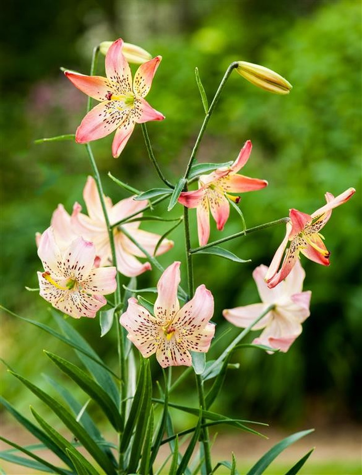 Lelija (Lot Lilium) 'Corsage'-LELIJOS-SVOGŪNINĖS GĖLĖS