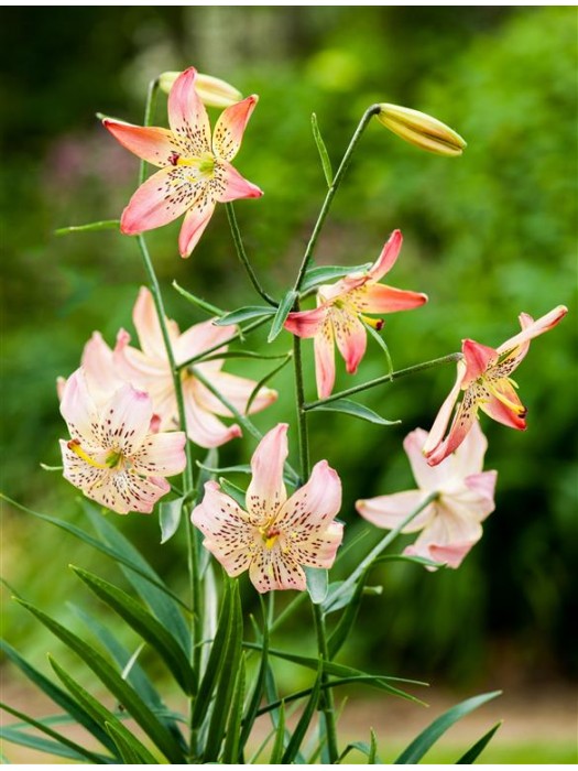 Lelija (Lot Lilium) 'Corsage'-LELIJOS-SVOGŪNINĖS GĖLĖS