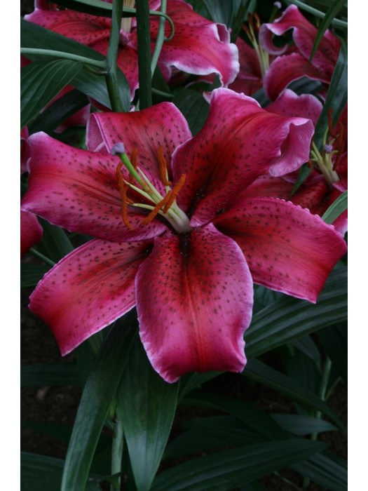 Lelija (Lot Lilium) 'Corvara'-LELIJOS-SVOGŪNINĖS GĖLĖS