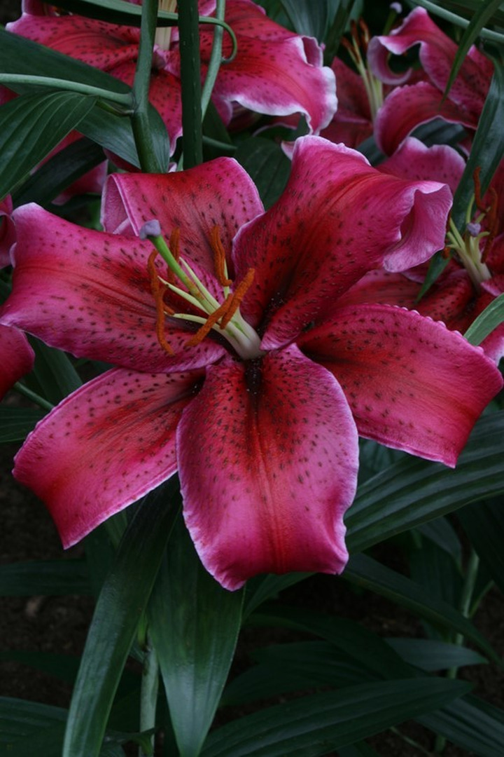 Lelija (Lot Lilium) 'Corvara'-LELIJOS-SVOGŪNINĖS GĖLĖS