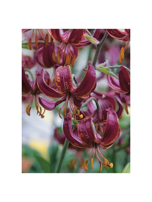 Lelija (Lot Lilium) 'Claude Shride'-LELIJOS-SVOGŪNINĖS GĖLĖS