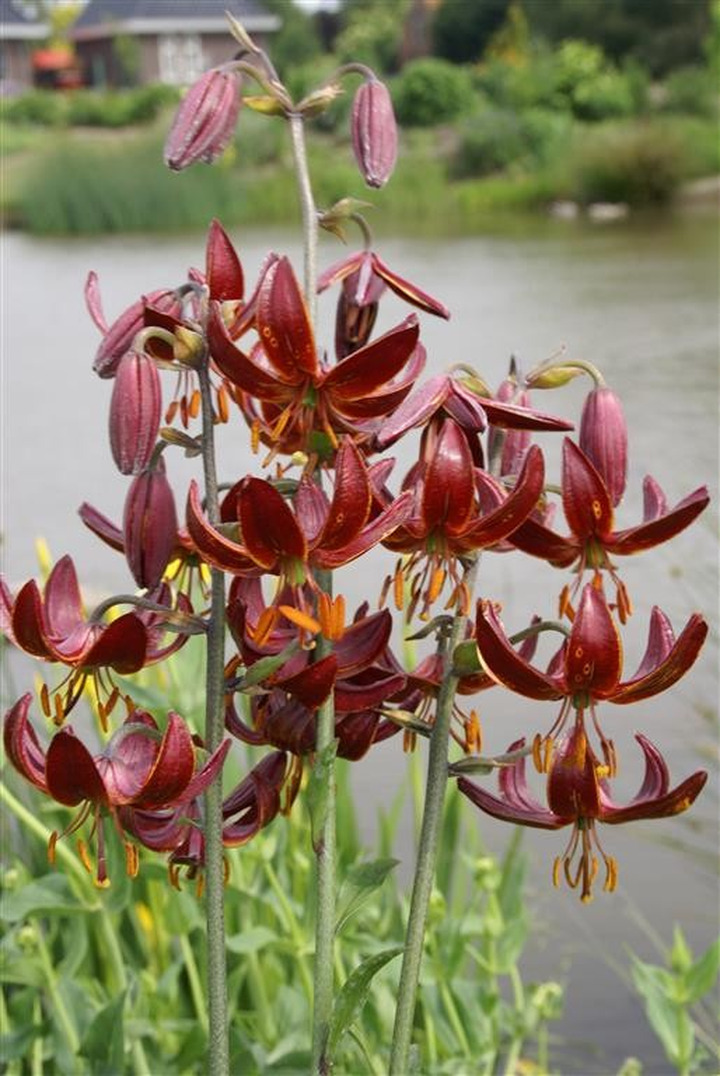 Lelija (Lot Lilium) 'Claude Shride'-LELIJOS-SVOGŪNINĖS GĖLĖS