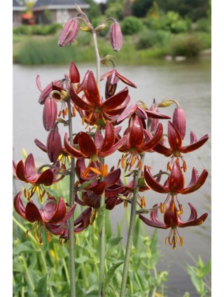 Lelija (Lot Lilium) 'Claude Shride'-LELIJOS-SVOGŪNINĖS GĖLĖS
